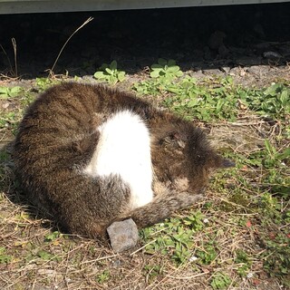 大人しいキジ白の猫ちゃんです