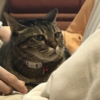秋