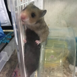 キンクマハムスターです！
