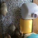 ゴールデンハムスター