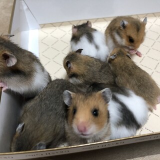 ゴールデンハムスター〈オス1匹〉離乳済