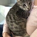 甘えん坊の美猫★グレイのトラ柄