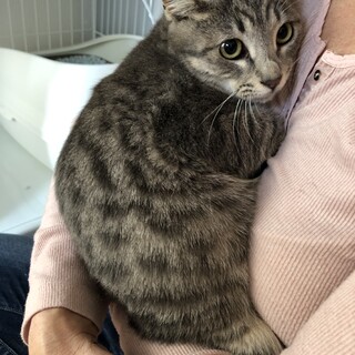 甘えん坊の美猫★グレイのトラ柄
