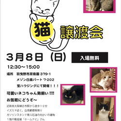 猫の譲渡会