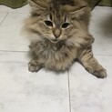 マイペースなしまこちゃん
