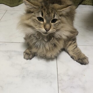 マイペースなしまこちゃん