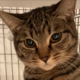 ビビリなドラミちゃん