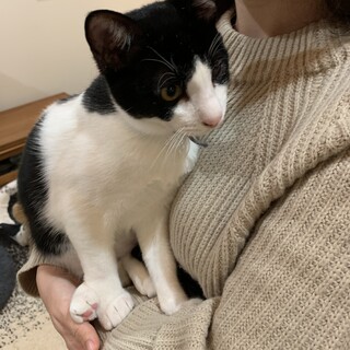 超甘えん坊のハチワレおっとりくん