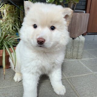 里親さま決まりました☆