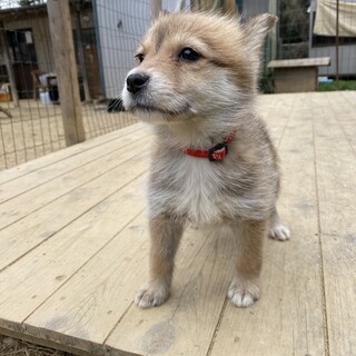 こぎつね似‼︎マカちゃん1か月半