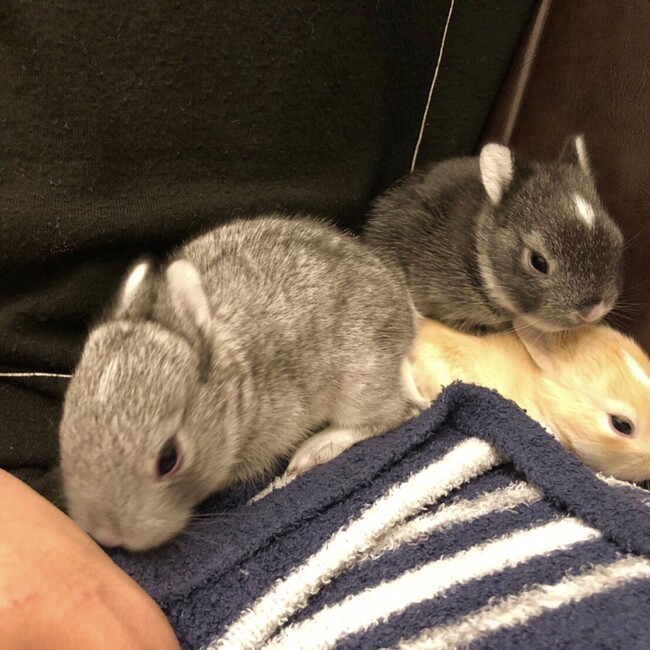 うさぎじょのカバー写真