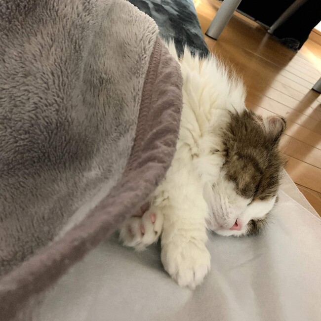 きはみのカバー写真