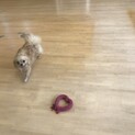 可愛いチワワくん