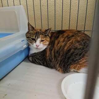 【感謝】繋がります！飼主死亡の親族持込どすこい三毛