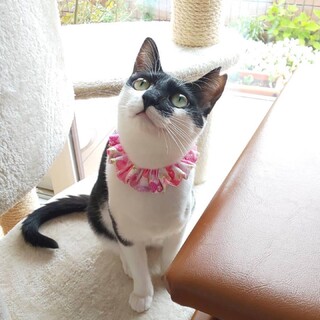 控えめな性格にグッときちゃう『おかか』ちゃん