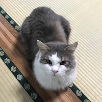 モッサ