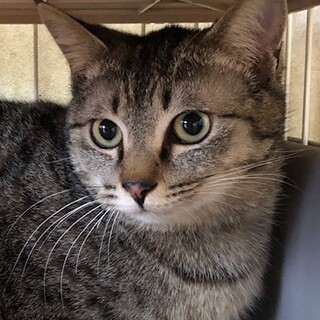 おとなしくて癒やし系　ラムネ君