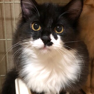 癒やし系のほあほあ長毛　ミント君