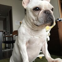 ガガ