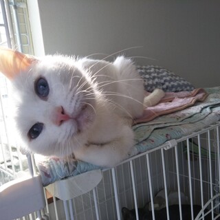 ブルーアイの甘えん坊13歳ロンちゃん