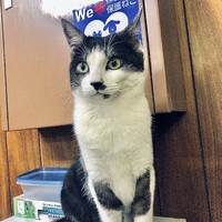 ノエル