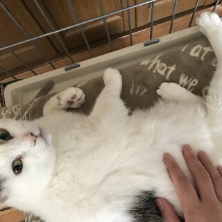 緊急里親募集中！！