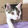 片目のハンデなんのその！ 懐っこい癒し系ぽちゃ男子 サムネイル6