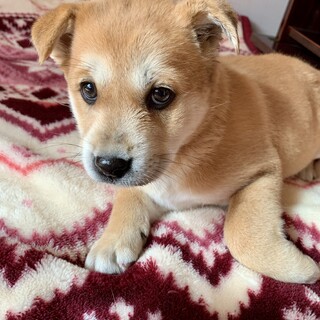 里親さま決まりました☆