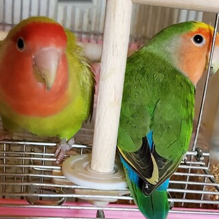 小桜インコ２羽