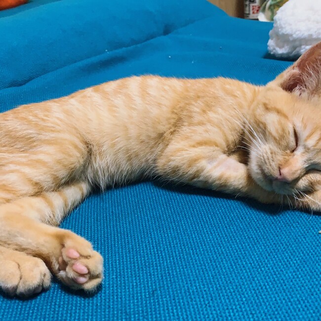 沖縄ホルモンのカバー写真