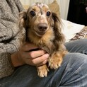 ミニチュアダックス女の子リボンちゃん