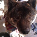 甲斐犬？人懐こいオス5歳