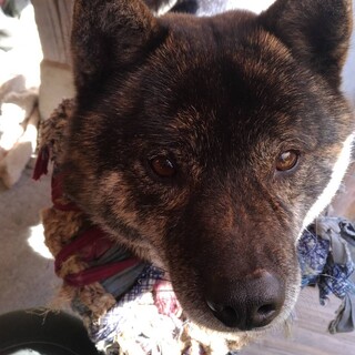 甲斐犬？人懐こいオス5歳