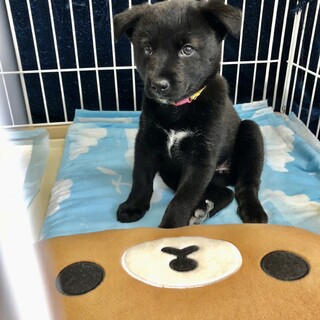 里親さま決まりました☆