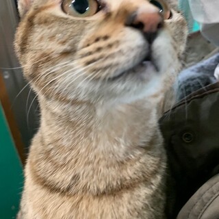 センター収容中　懐っこい茶キジ☆ナスキー