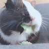 きなこ1115