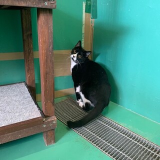 センター収容中　ハチワレ男の子