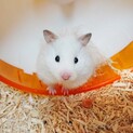 ハムスター〜るあちゃん(仮)〜