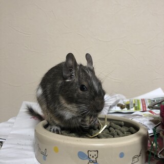 甘えん坊の子です。