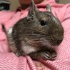 甘えん坊の子です。 サムネイル2