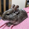 甘えん坊の子です。 サムネイル3