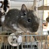 甘えん坊の子です。 サムネイル4