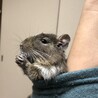 甘えん坊の子です。 サムネイル5