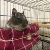 甘えん坊の子です。 サムネイル6
