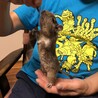 甘えん坊の子です。 サムネイル7