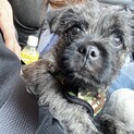 パグ×ケアーンテリア　MIX犬