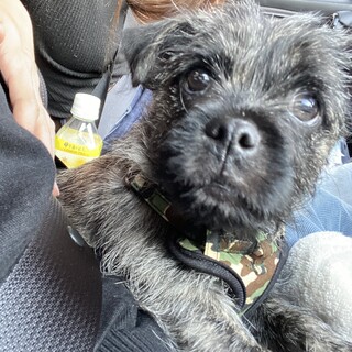 パグ×ケアーンテリア　MIX犬