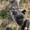 パグ×ケアーンテリア　MIX犬 サムネイル2