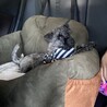 パグ×ケアーンテリア　MIX犬 サムネイル3