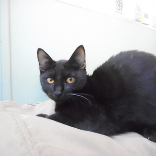 センター収容中　黒猫のげん君